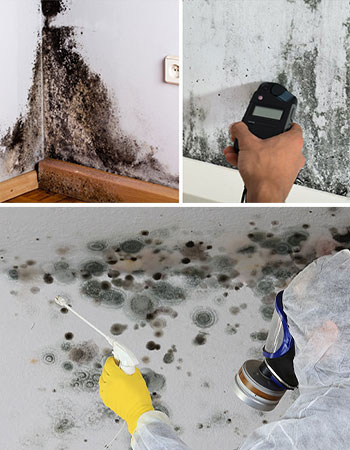 Professional worker inspecting mold