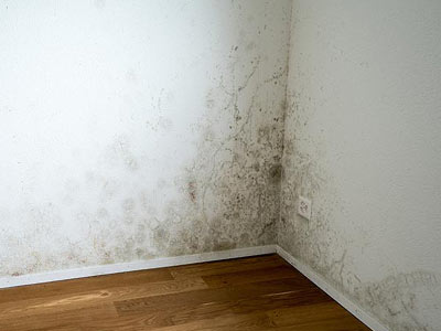 mold in the white wall